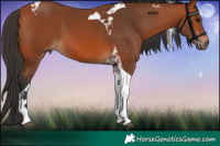 Horse Color:Bay Tobiano 