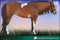 Horse Color:Bay Tobiano 