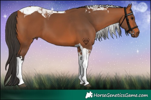 Horse Color:Bay Tobiano 