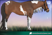Horse Color:Bay Tobiano 