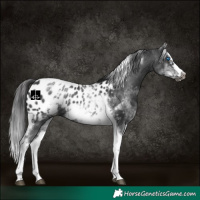 Horse Color:White Spotted Black Splash Tobiano Frame Appaloosa 