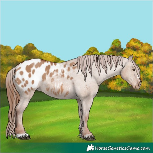 Horse Color:Red Dun Appaloosa 