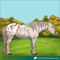 Horse Color:Red Dun Appaloosa 