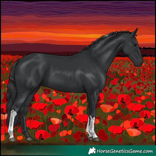 Horse Color:Black Tobiano