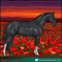 Horse Color:Black Tobiano 