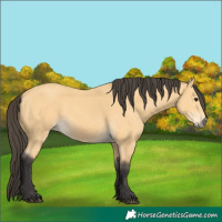 Horse Color:Buckskin 