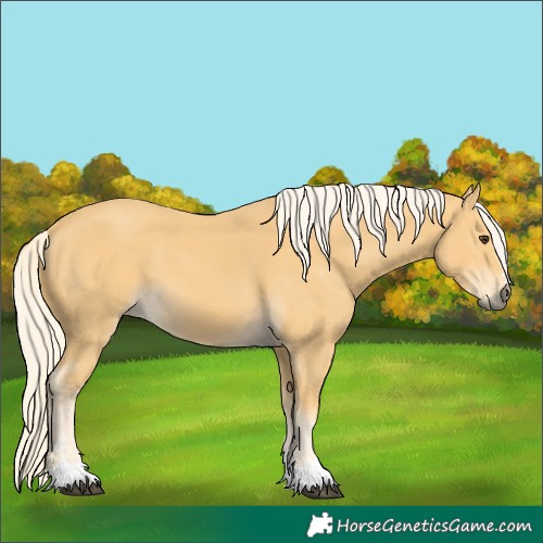 Horse Color:Palomino 