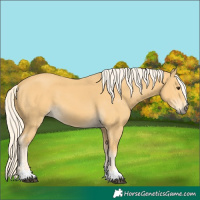 Horse Color:Palomino
