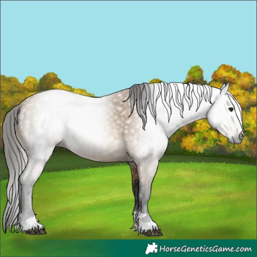 Horse Color:Gray Buckskin 