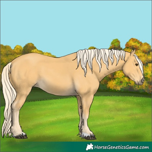 Horse Color:Palomino