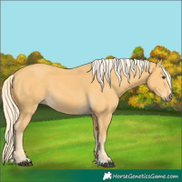 Horse Color:Palomino 