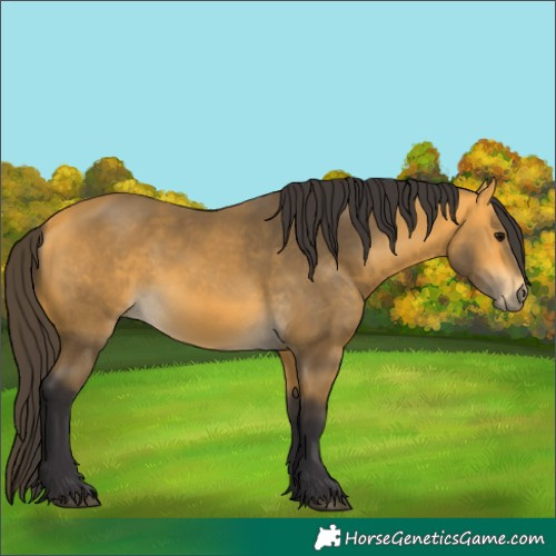 Horse Color:Buckskin 