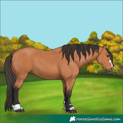 Horse Color:Bay 