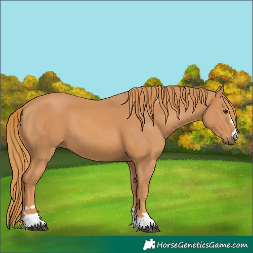 Horse Color:Chestnut 