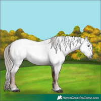 Horse Color:Gray Red Roan