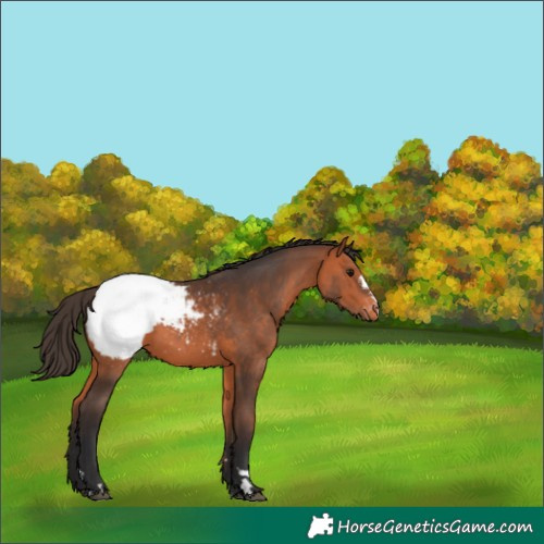 Horse Color:Bay Snowcap 