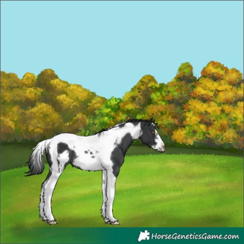 Horse Color:Black Tobiano Frame Rabicano 