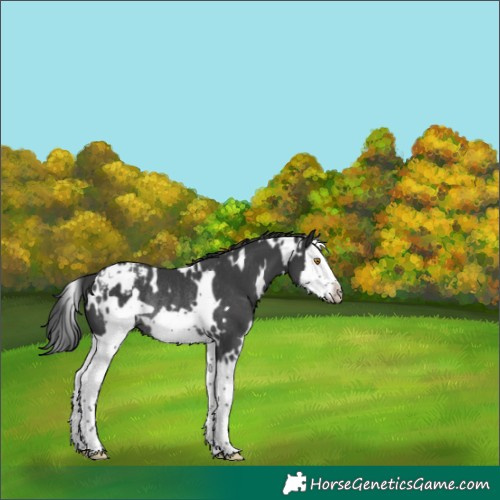 Horse Color:White Spotted Black Splash Frame Appaloosa Rabicano 