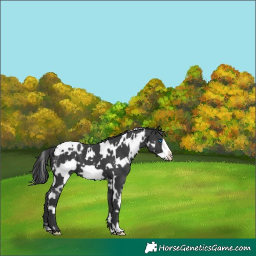 Horse Color:White Spotted Black Frame Appaloosa 