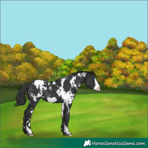 Horse Color:White Spotted Black Frame Appaloosa 