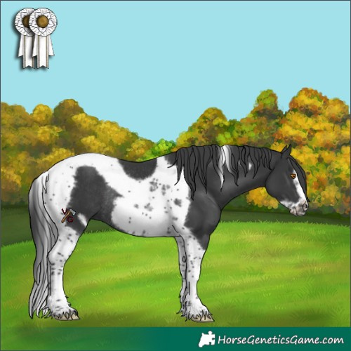 Horse Color:Black Tobiano Frame Rabicano 