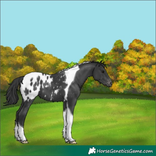 Horse Color:Unknown 