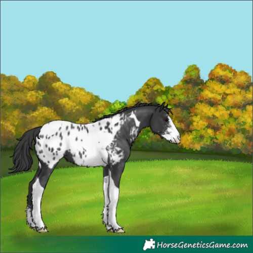 Horse Color:Unknown 