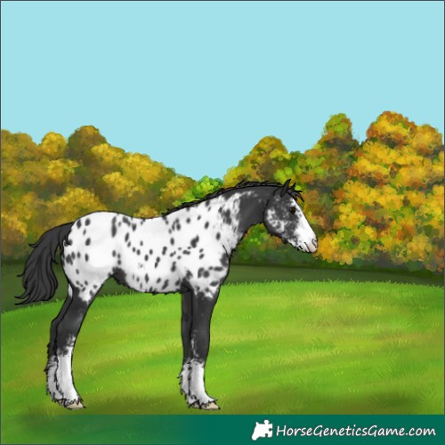 Horse Color:Unknown 
