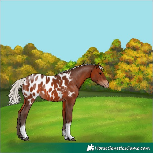 Horse Color:Silver Brown Tobiano Appaloosa Rabicano 