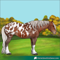 Horse Color:Silver Brown Tobiano Near Leopard Rabicano 