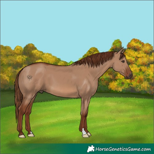 Horse Color:Red Dun 