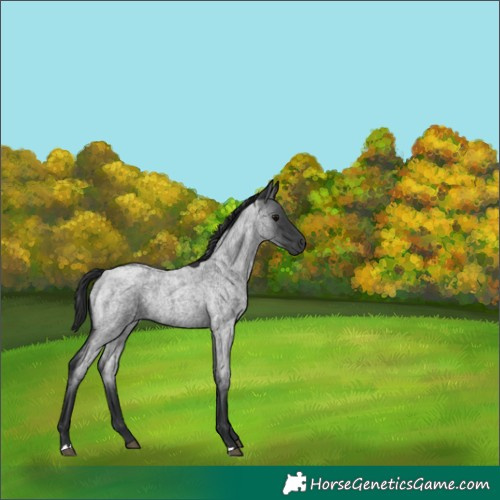 Horse Color:Blue Roan 