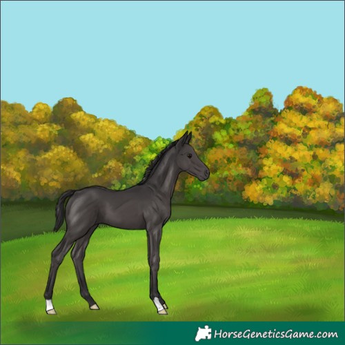 Horse Color:Smoky Black 
