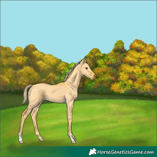 Horse Color:Palomino Dun 