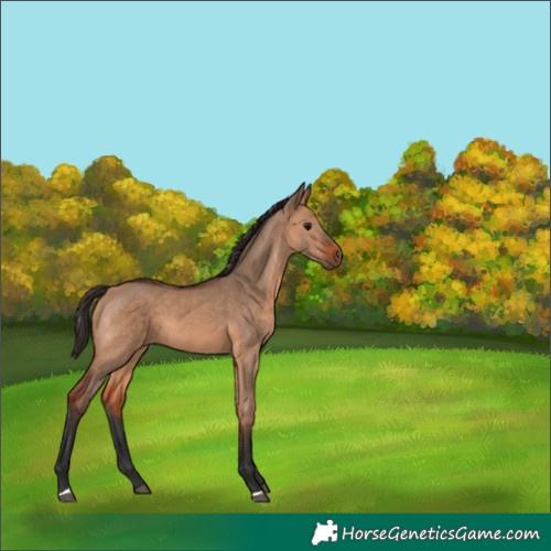 Horse Color:Bay Dun