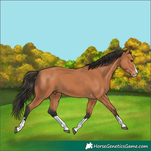 Horse Color:Bay 