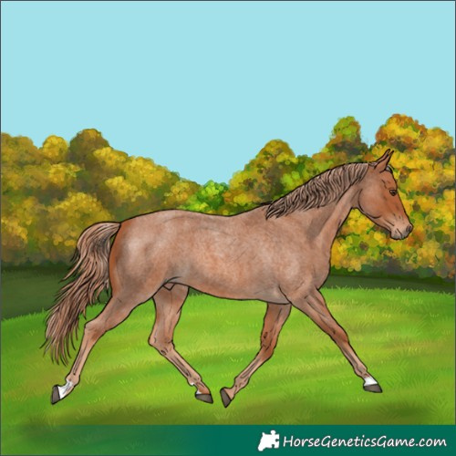 Horse Color:Red Roan 