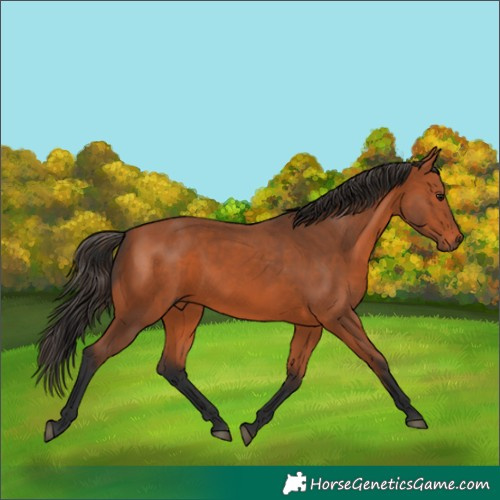 Horse Color:Bay 