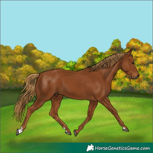 Horse Color:Gray Chestnut