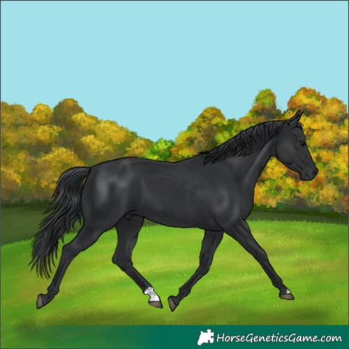 Horse Color:Black 