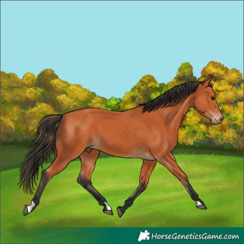 Horse Color:Bay 