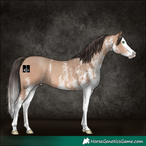 Horse Color:White Spotted Amber Champagne Splash 