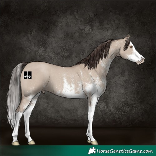 Horse Color:White Spotted Classic Champagne Dun Splash 