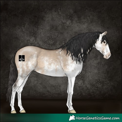 Horse Color:White Spotted Brown Dun 