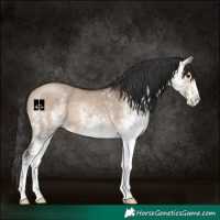Horse Color:White Spotted Brown Dun 