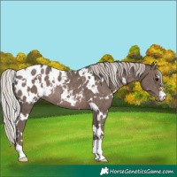 Horse Color:White Spotted Silver Black Appaloosa Rabicano 