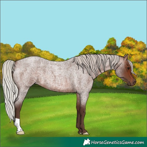 Horse Color:Silver Brown Roan 