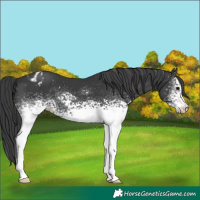 Horse Color:White Spotted Black Appaloosa 
