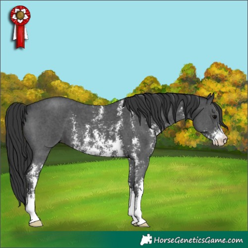 Horse Color:Black Sabino 
