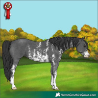 Horse Color:Black Sabino